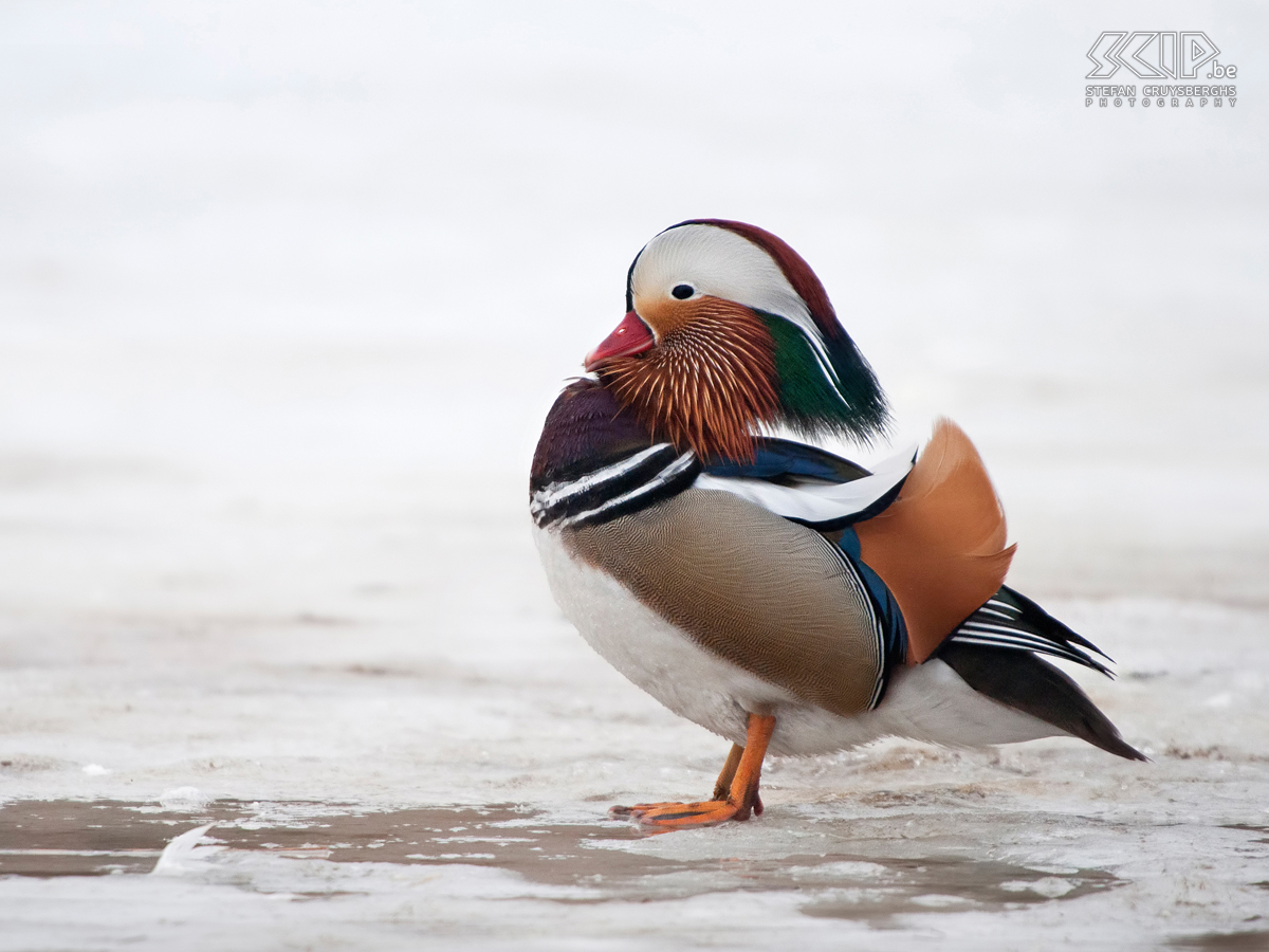 Lommel Sahara - Mandarin Duck Some photos of Lommel Sahara with the first snow of this winter. The Sahara is a small nature reserve with ponds, woods and some small sand dunes.  Stefan Cruysberghs